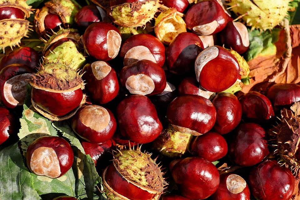 I am selling about 80 kg of chestnuts harvested this year