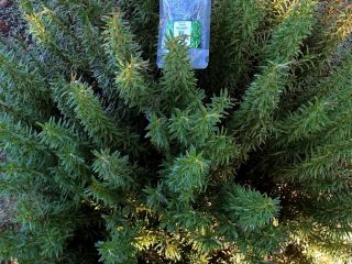 Fresh Rosemary