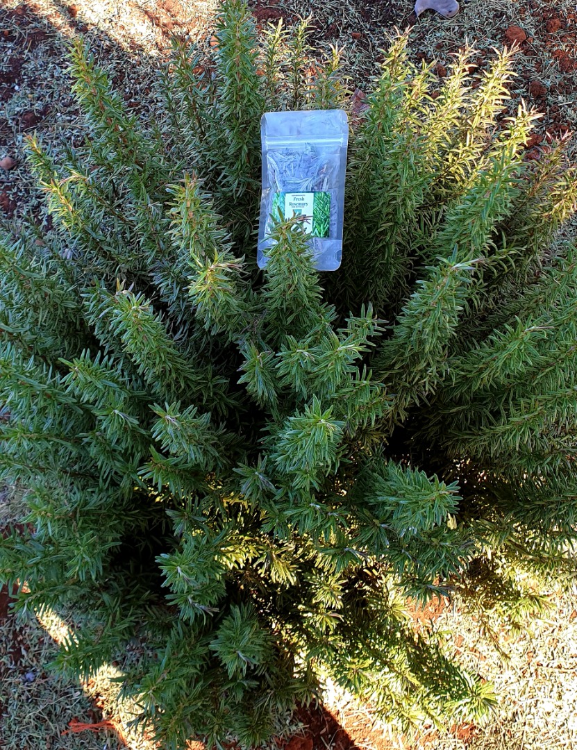 Fresh Rosemary