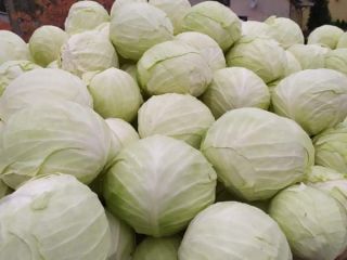 I will sell white cabbage, ambrosia variety, large, nice