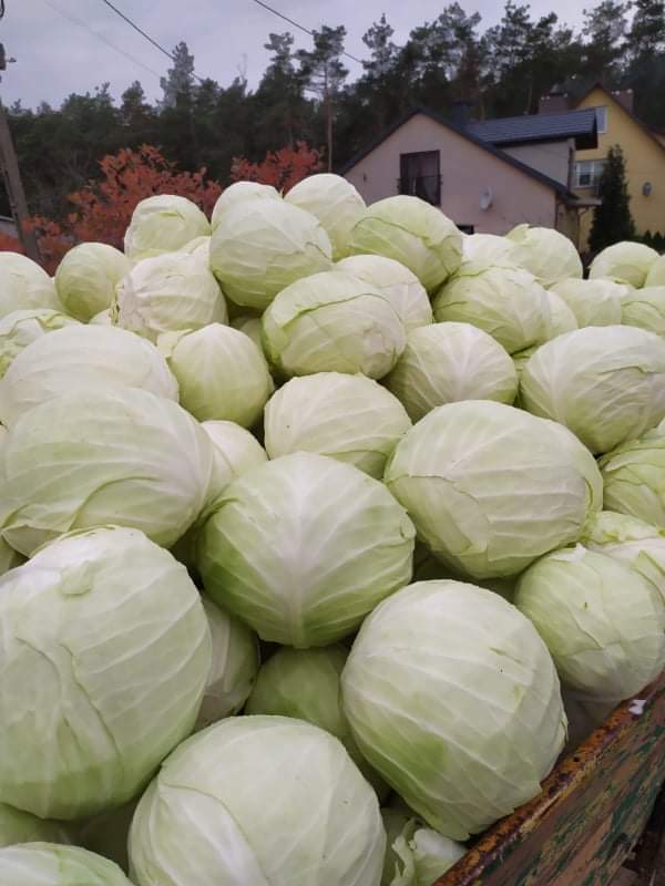 I will sell white cabbage, ambrosia variety, large, nice heads in the amount of about 25 tons