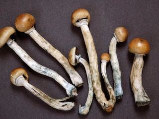 MUSHROOM we are a group of highly determined dealers