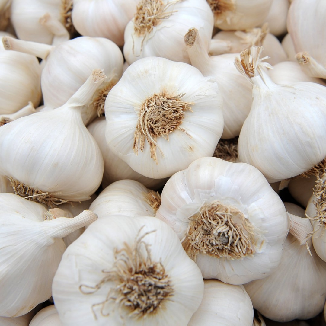 GARLIC Product Garlic Varitey Normal white garlic / Red garlic / Purple garlic Pure white garlic / Snow white garlic / Super white garlic Size 4.5-5.0cm