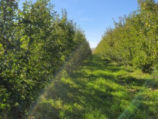 I sell large amounts of apples, all types, any