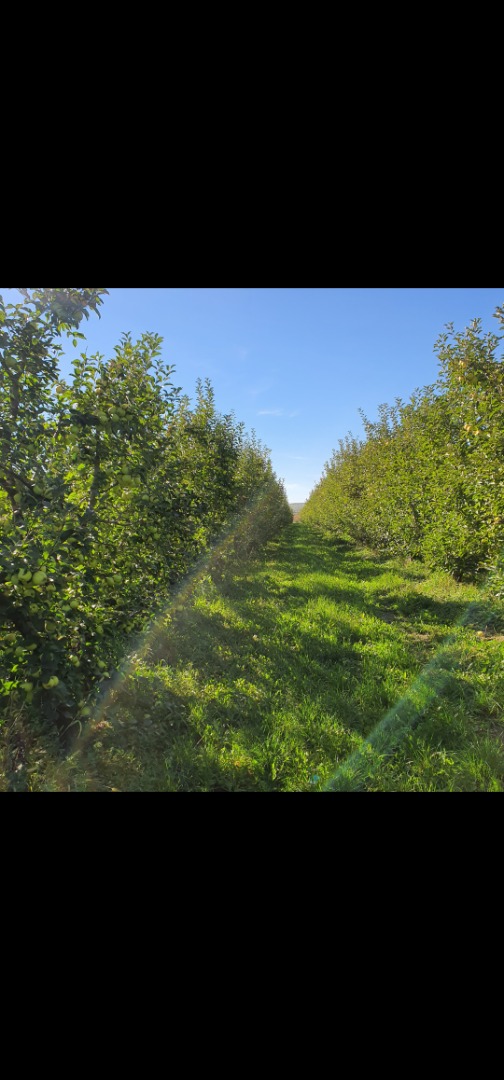 I sell large amounts of apples, all types, any size