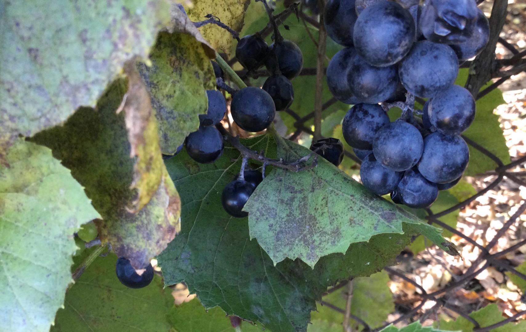 Hello, I have for sale this year's sweet dark grape, perfect for wine, juices or jams