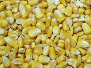 African grown yellow maize readily available, 20 tonnes