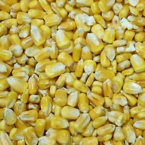 African grown yellow maize readily available, 20 tonnes