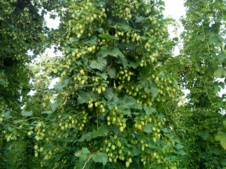 Hop cones for sale. Hops harvest 2021.
