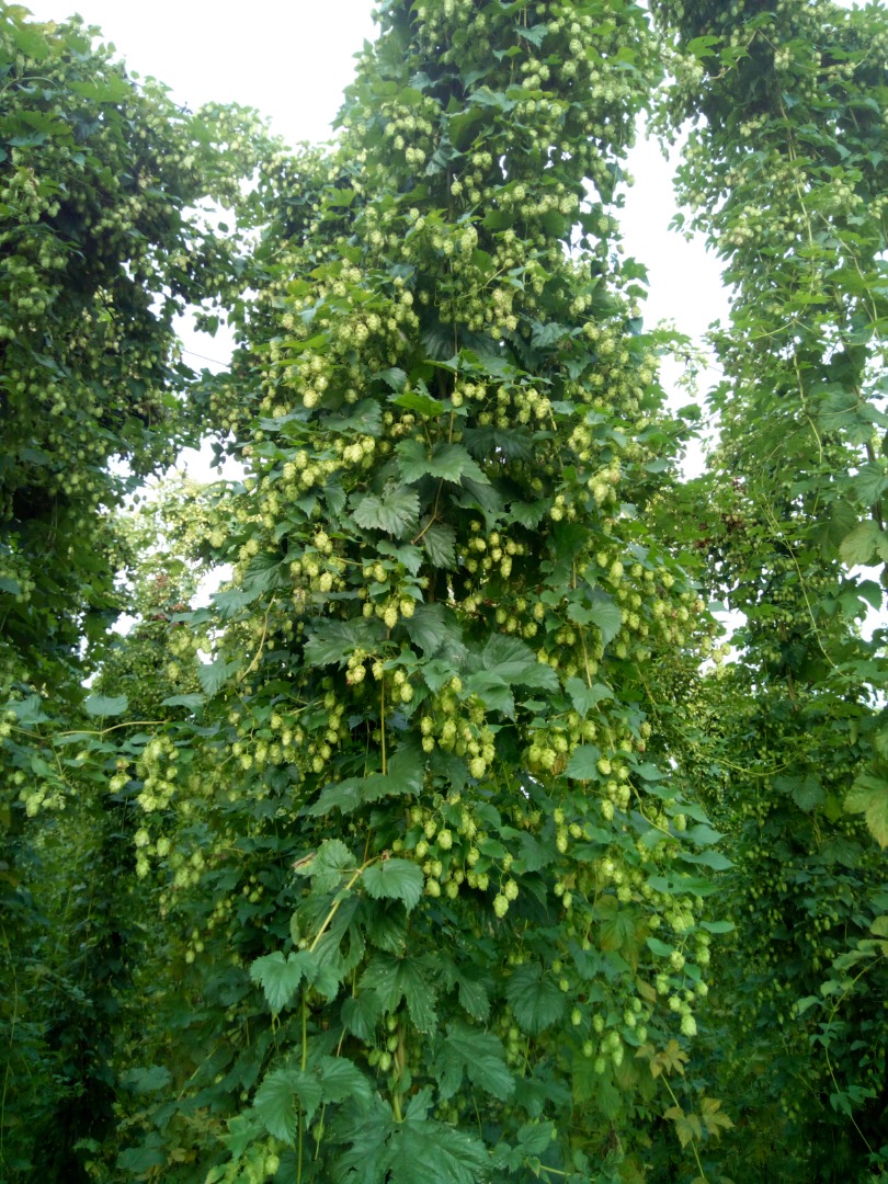 Hop cones for sale