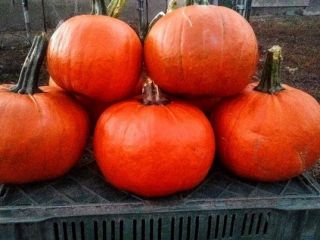 I will sell Gomez pumpkins, weight from 1 kg
