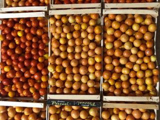 Yellow Red winter tomatoes available at 2 euros per