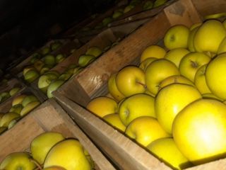 good apples, there are also many varieties and various