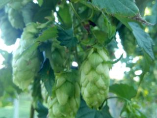 Hops, chmiel
