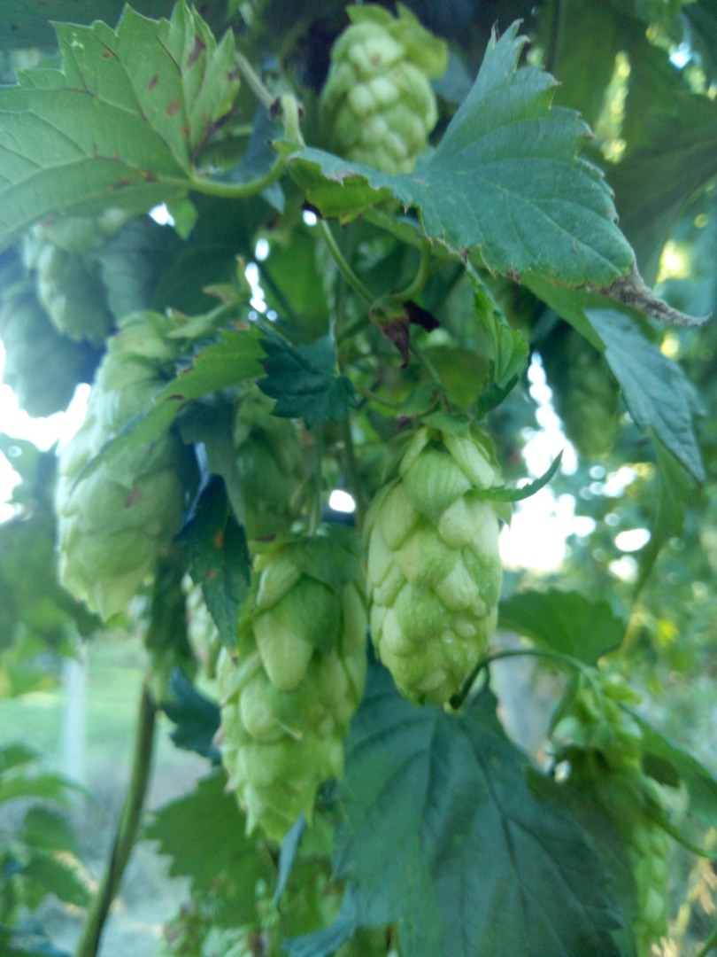Hops, chmiel