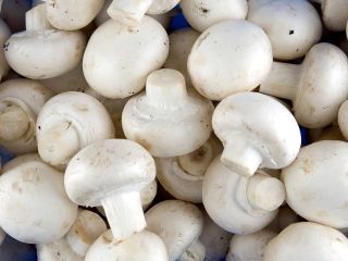 Hot Line Whats-App numbers: White Mushroom Specification: Product Name: