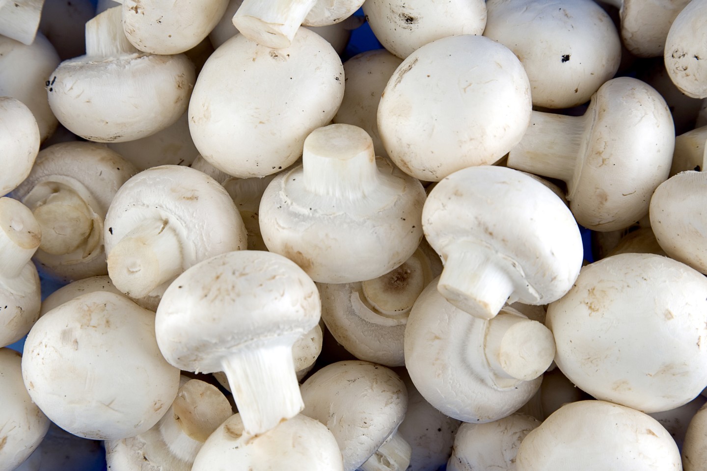 Hot Line Whats-App numbers: White Mushroom Specification: Product Name: IQF champignons Specification: whole/slice Package: Outer package: 10kgs carboard
