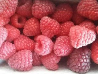 I am selling seedlings of summer raspberries: Glen Ample,