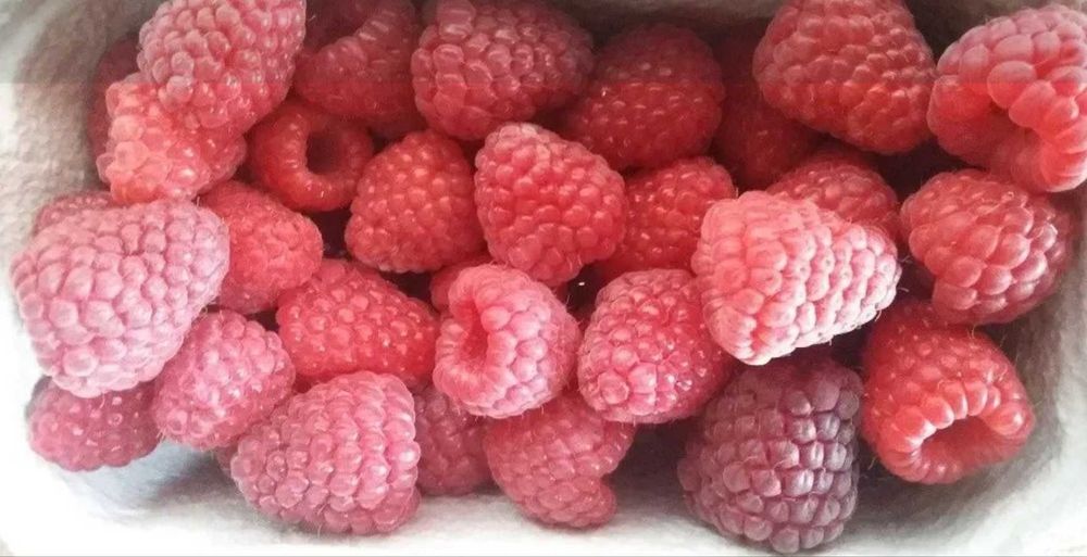 I am selling seedlings of summer raspberries: Glen Ample, Octavia, Przehyba and several varieties of autumn raspberries: Poemat, Polonez, Polesie, Żółta and