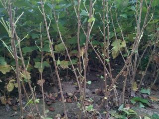 I will sell one-year old blackcurrant cuttings, very well-rooted,