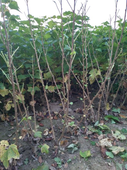 I will sell one-year old blackcurrant cuttings, very well-rooted, healthy, sprinkled and disease-free, a very fertile variety, resistant to fungal diseases