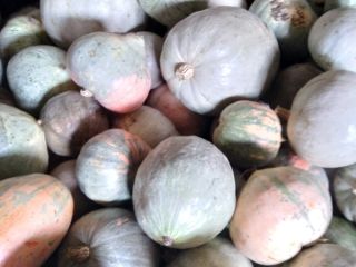 Pumpkin without chemicals, help the working peasant .... thank