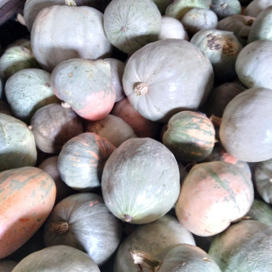 Pumpkin without chemicals, help the working peasant ...