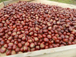 I am selling 2.5 tons of fresh chestnut.