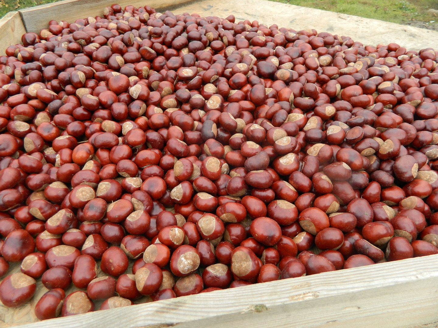 I am selling 2.5 tons of fresh chestnut