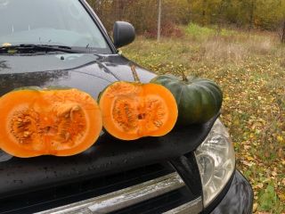 Pumpkin muscat de provence, number of trucks, please contact
