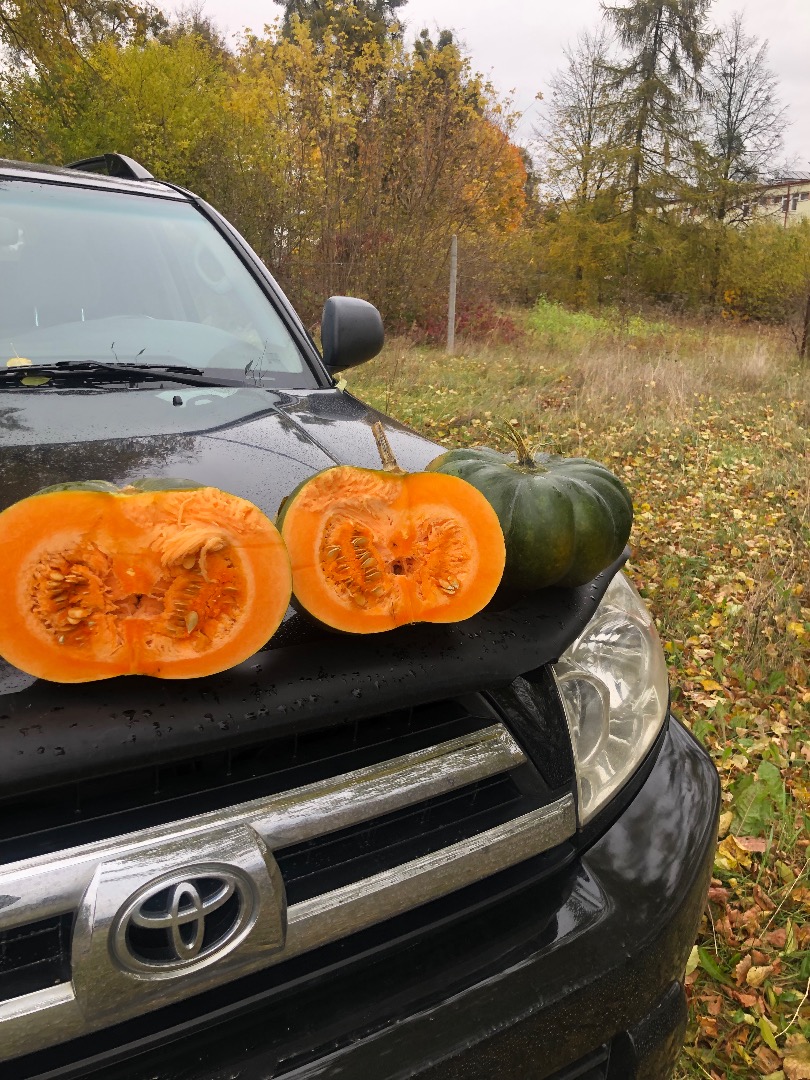 Pumpkin muscat de provence, number of trucks, please contact me