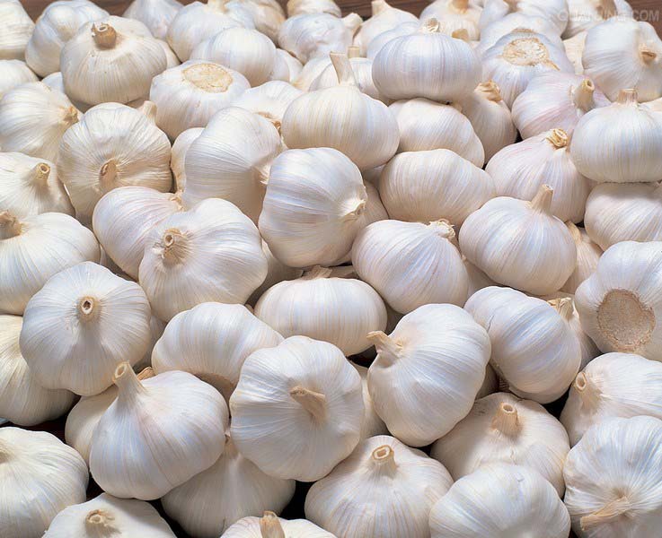 GARLIC Product Garlic Varitey Normal white garlic / Red garlic / Purple garlic Pure white garlic / Snow white garlic / Super white garlic Size 4.5-5.0cm
