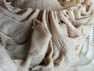 A Grades; Dried & Salted: Washing with Clean hygienic