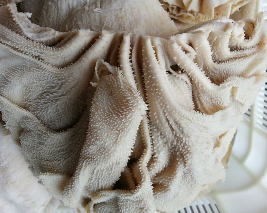 A Grades; Dried & Salted: Washing with Clean hygienic water and with salted water (80% salted 20% clean) drying process 4-5days minimum to complete drying