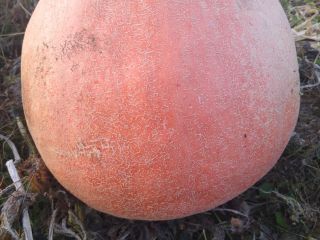 Hello, I am selling a bamboo pumpkin, nicely colored,