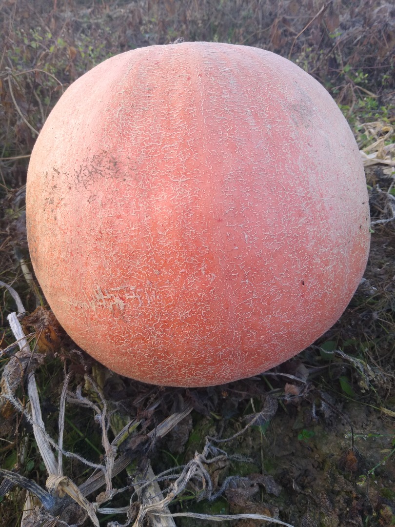 Hello, I am selling a bamboo pumpkin, nicely colored, the number of trucks, price to be agreed