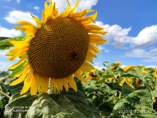 We offer sunflower seed material (forage, black) varieties: -NS