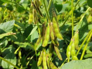 Soybean seed material new in 2022. Varieties such as: