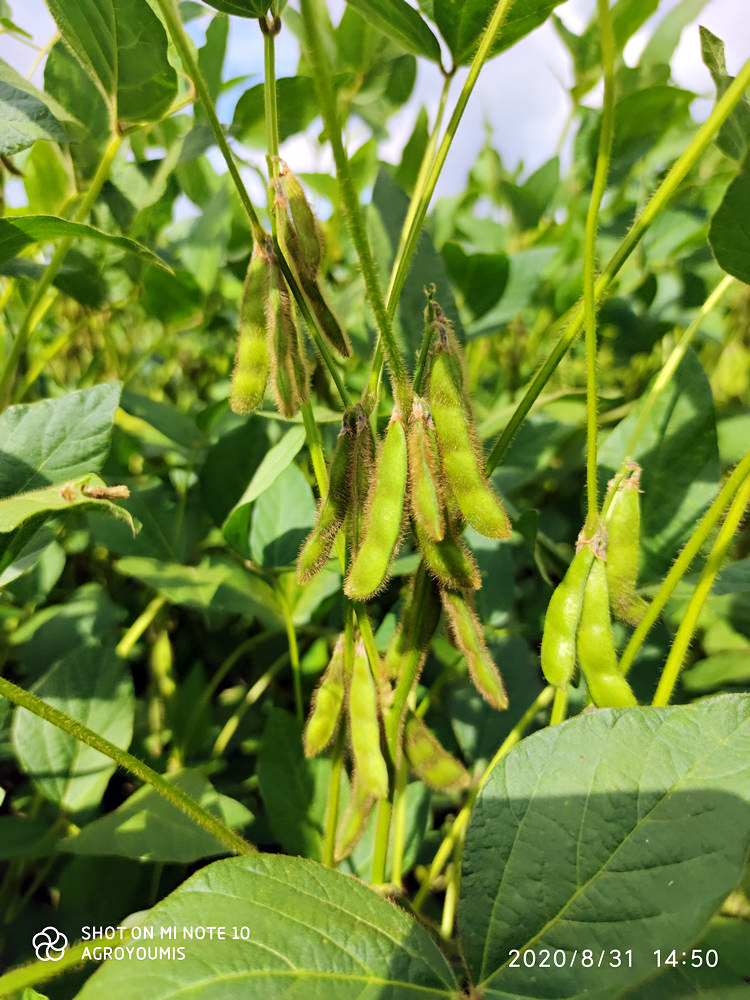 Soybean seed material new in 2022