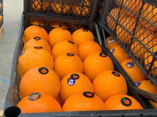 Helo oranges We can send samples