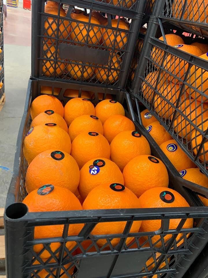 Helo oranges We can send samples