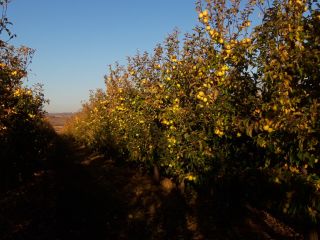 good fresh apple, if possible to pick up from