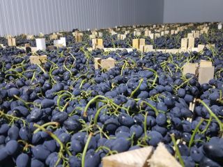 We deliver quality Moldovan grapes.