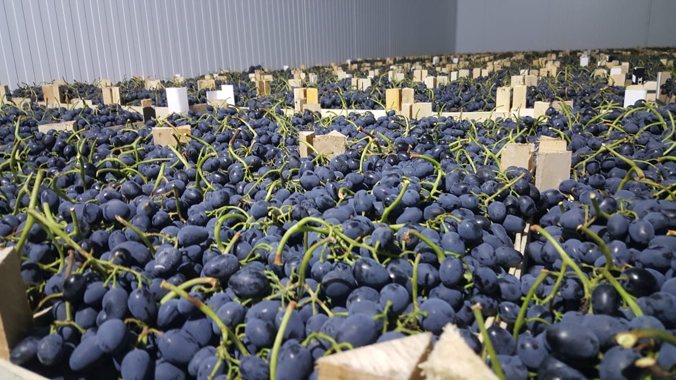 We deliver quality Moldovan grapes