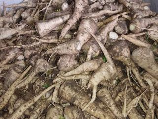 I will sell industrial parsley, hand dug, healthy