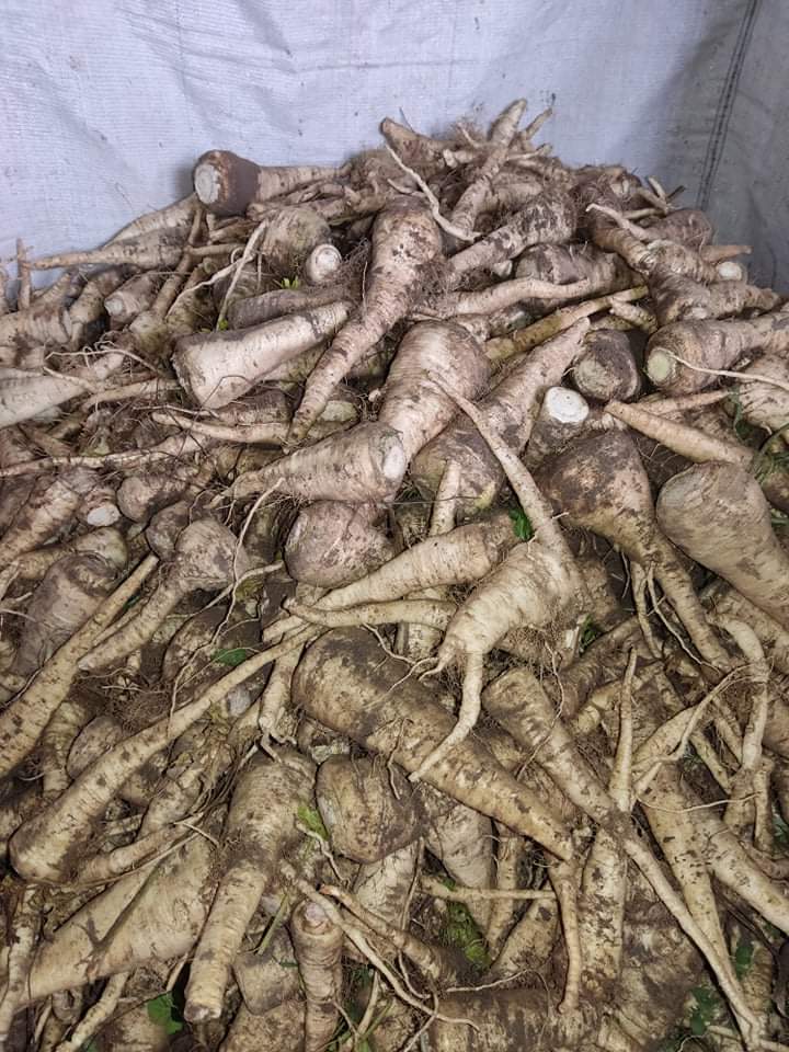 I will sell industrial parsley, hand dug, healthy
