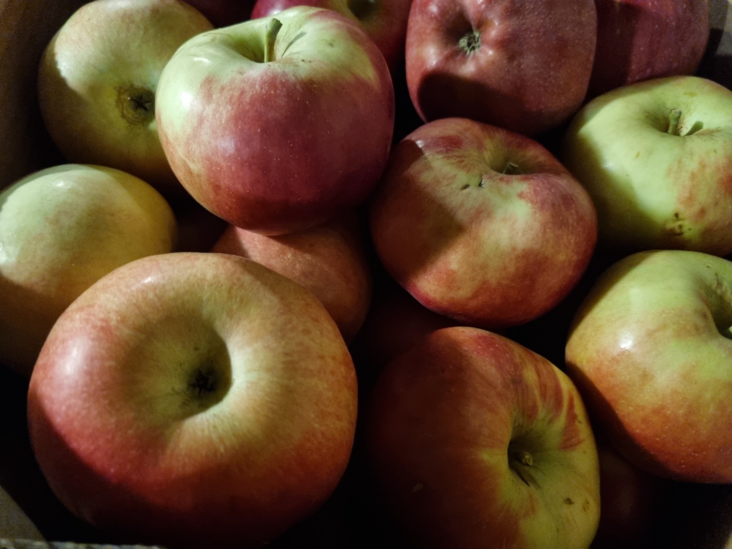 Idared and golden delicios in Prespa