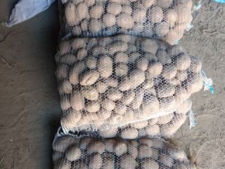 Agricultural Farm Tylicki Adam sells carrots, onions, beets, potatoes