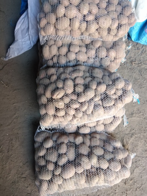 Agricultural Farm Tylicki Adam sells carrots, onions, beets, potatoes with delivery, Kuczbork, Masovian Voivodeship