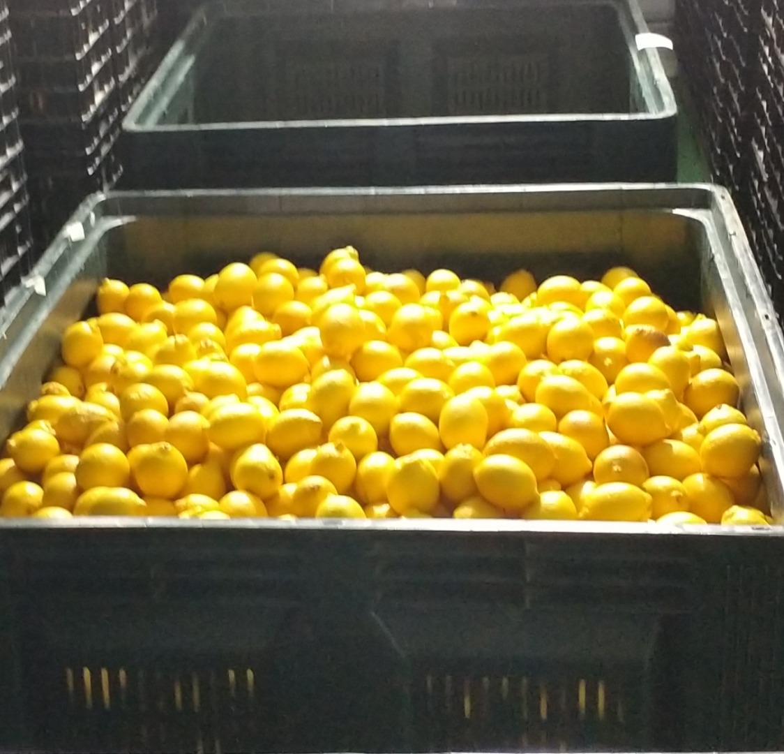 I will sell lemons to Poland straight from the field of Spain packaging to be agreed I am a Pole steaming in Spain and I am selling lemons if anyone is